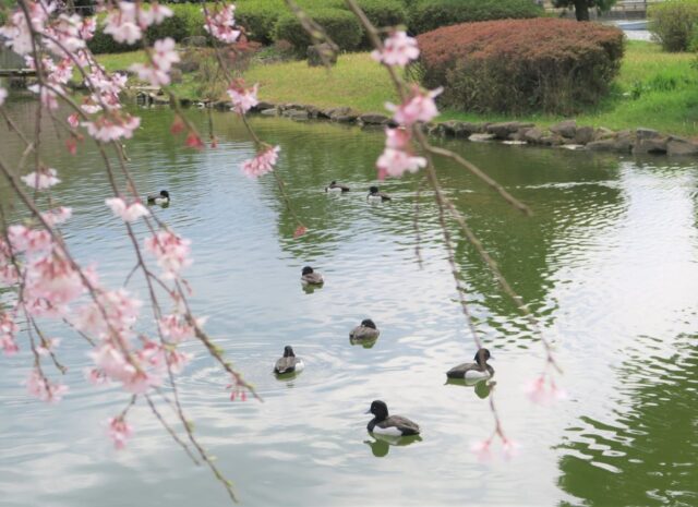 千葉公園　桜