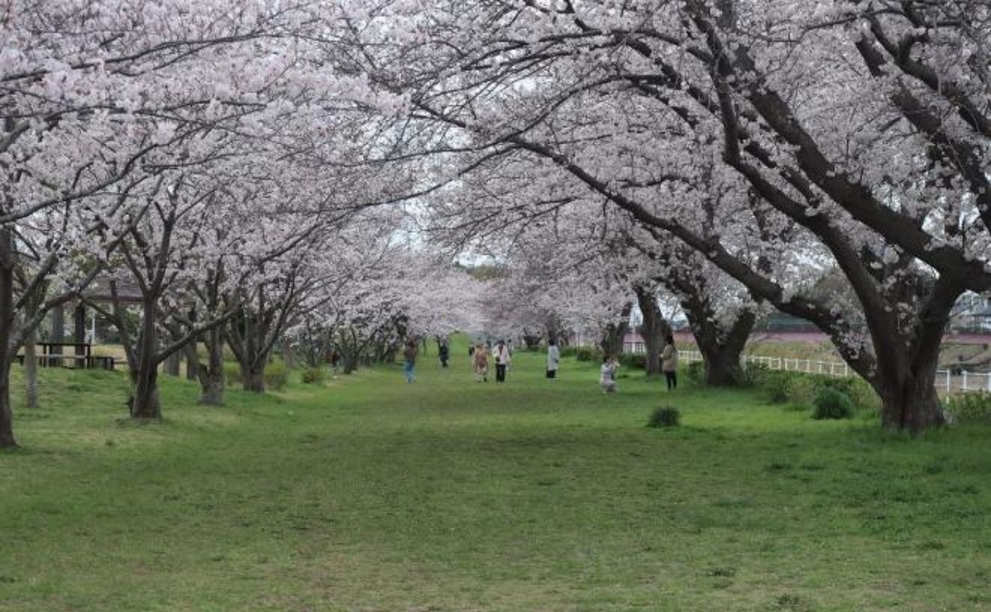 花見川千本桜緑地