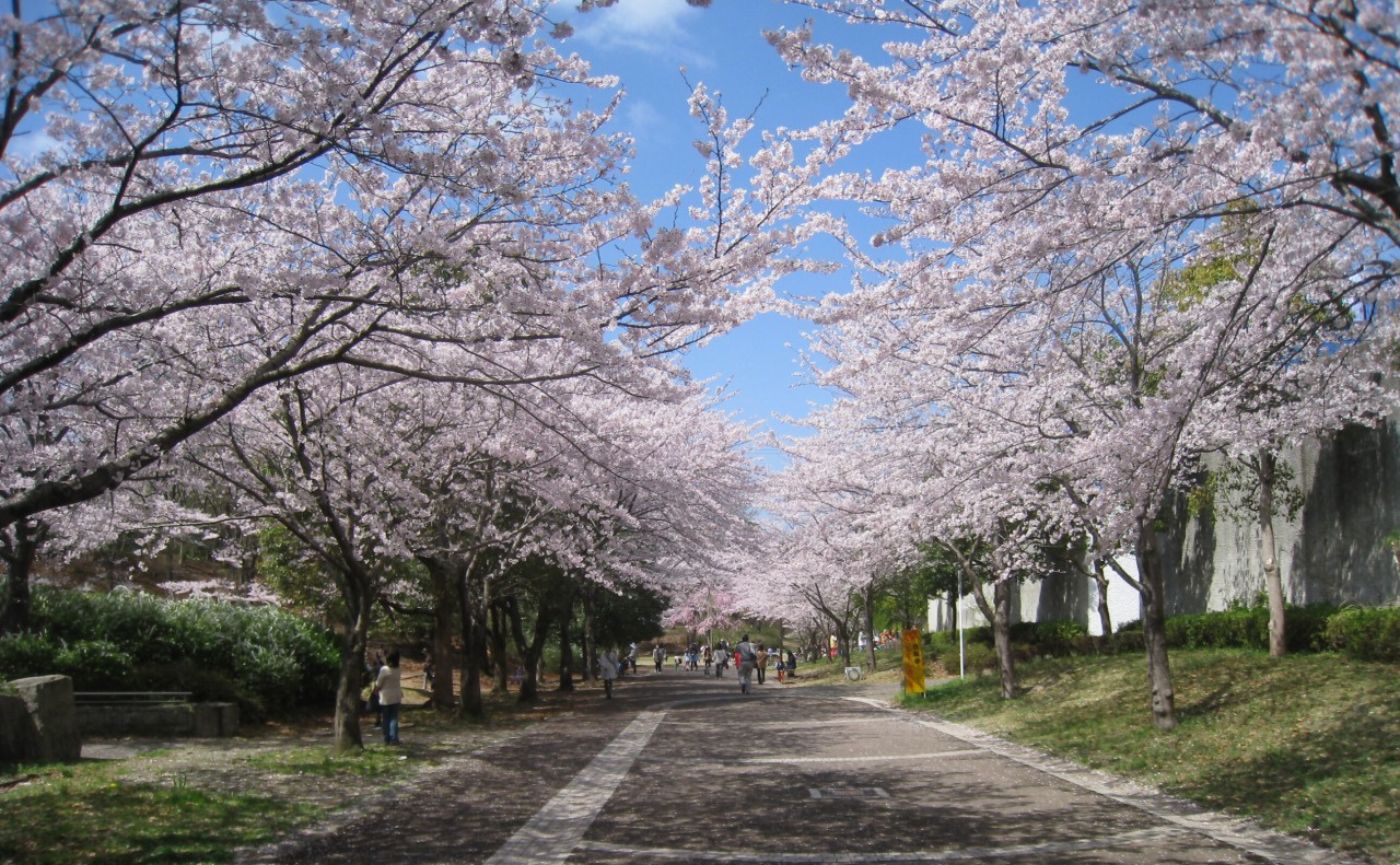 おゆみ野春の道　桜