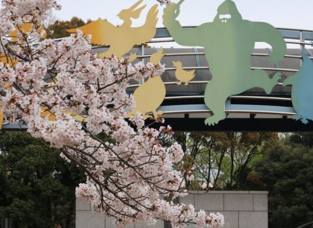千葉市動物公園　桜