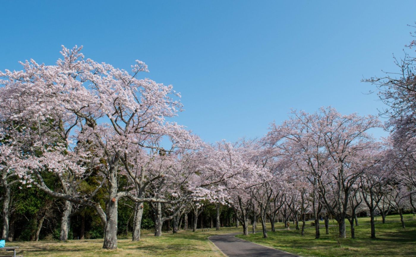 千葉市昭和の森