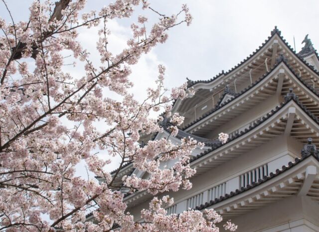 亥鼻公園　桜