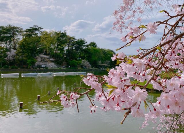 千葉公園　桜