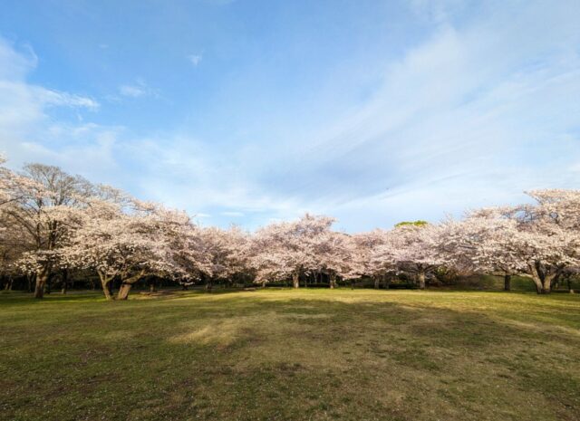 青葉の森公園