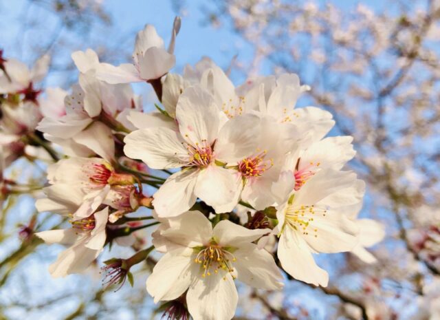 青葉の森公園