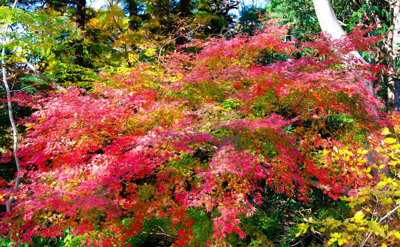 佐倉城址公園紅葉