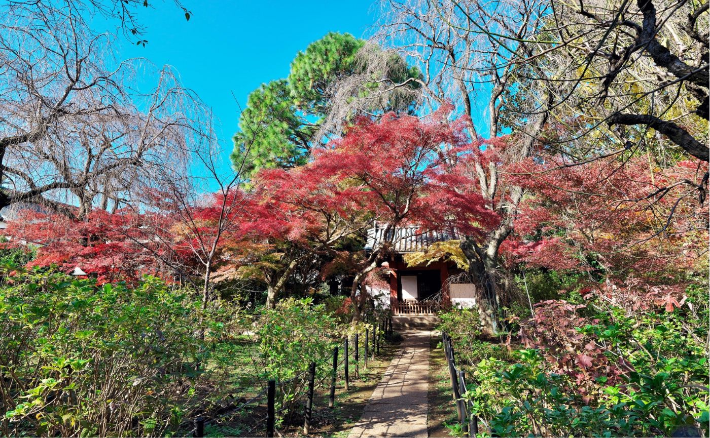 本土寺紅葉