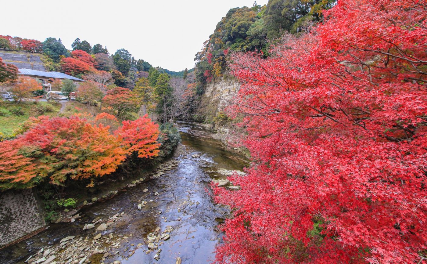 養老渓谷紅葉