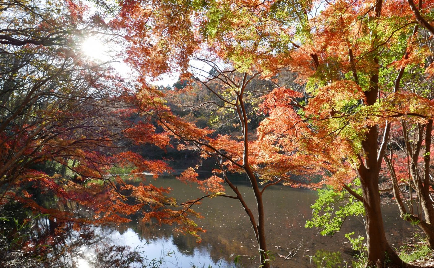 泉自然公園紅葉