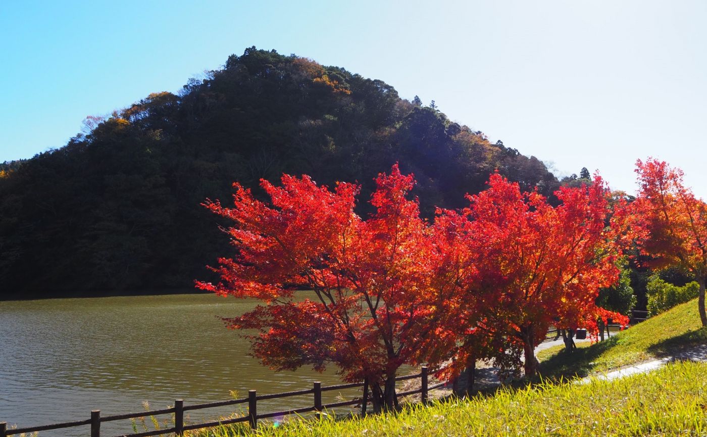 亀山湖紅葉