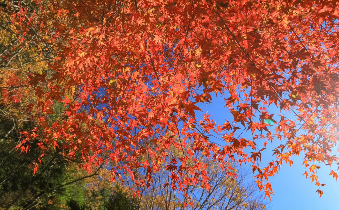 千葉紅葉
