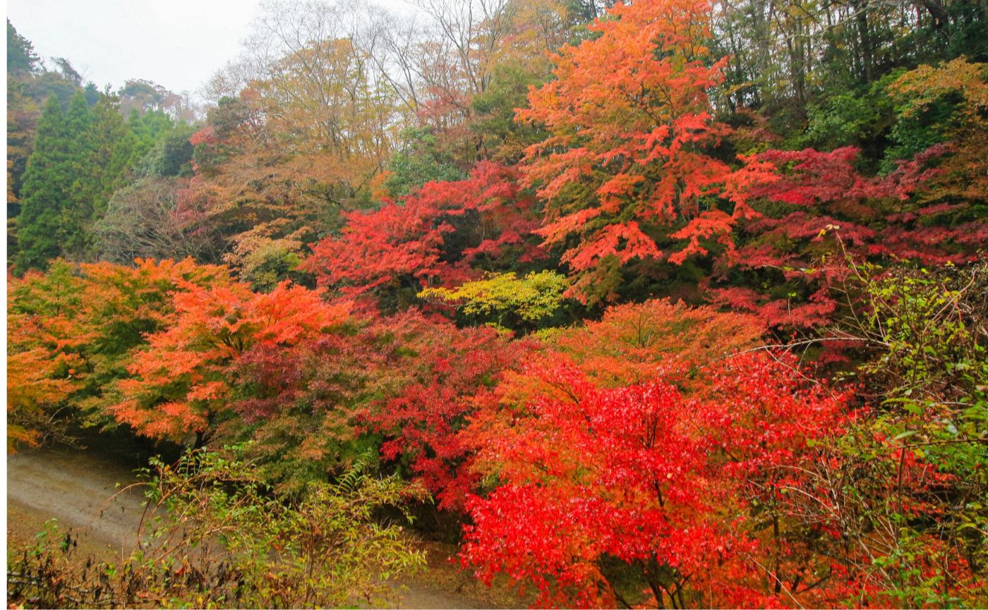 千葉紅葉