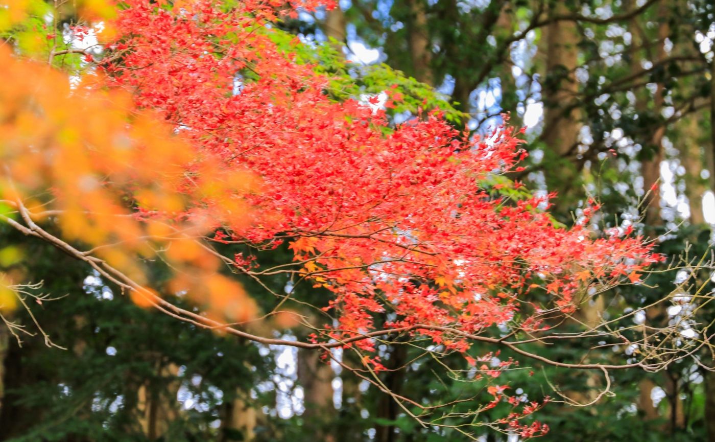 千葉紅葉