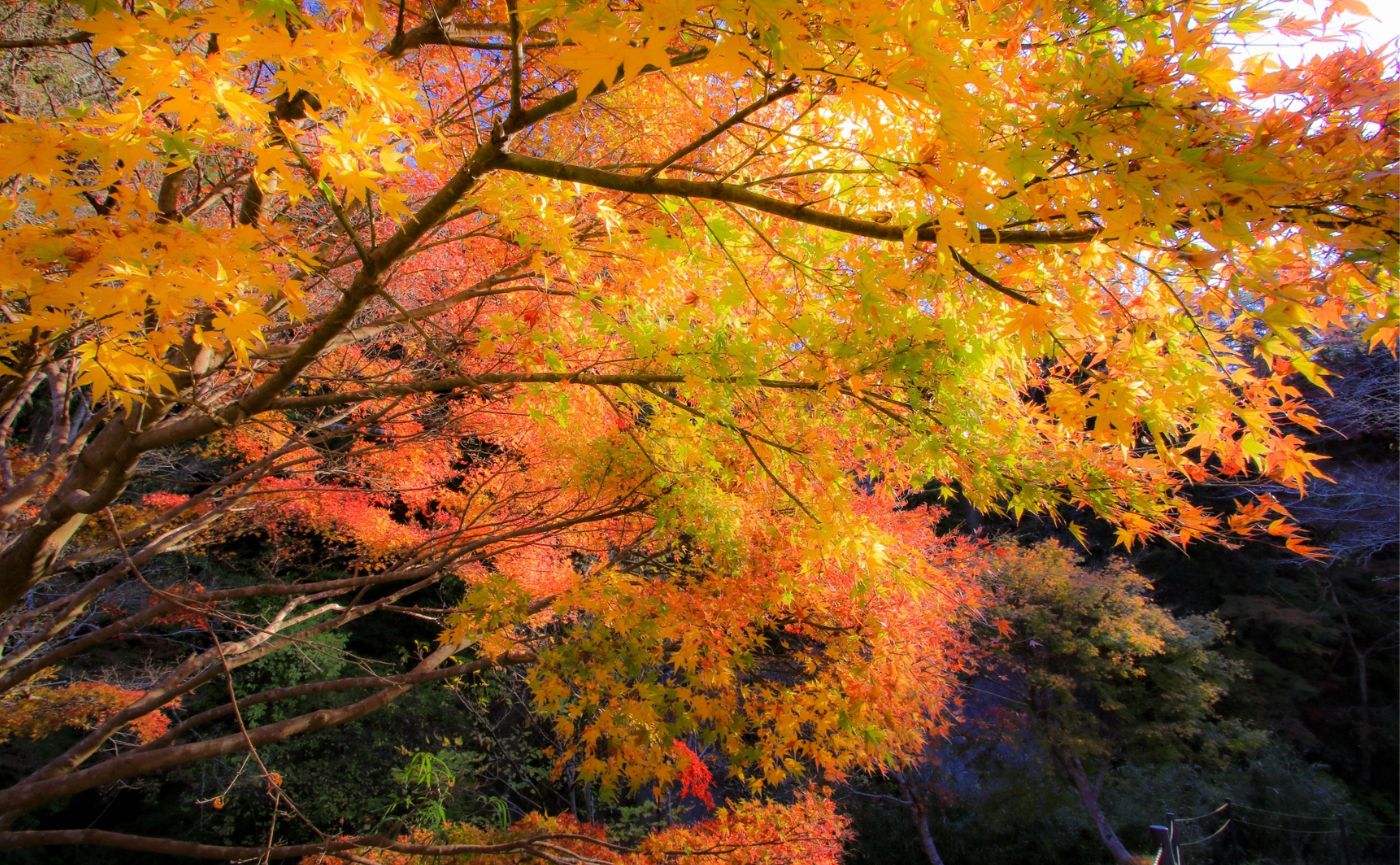もみじロード紅葉